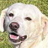 Tucker - FOSTER OR ADOPT, an adoptable mixed breed in White Bear Lake, MN image 4/4