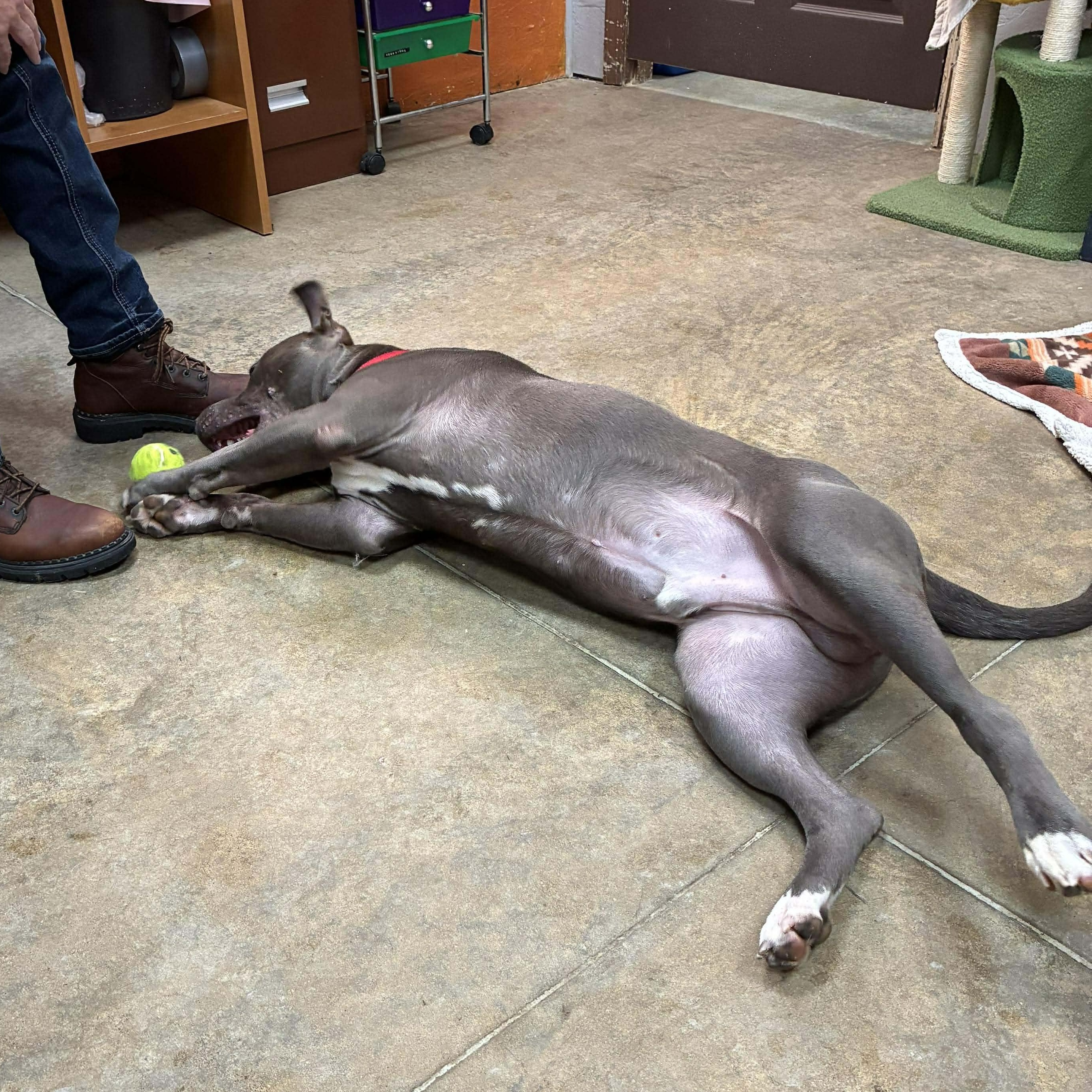 Hank, Adoptable, Puppy Male American Staffordshire Terrier.