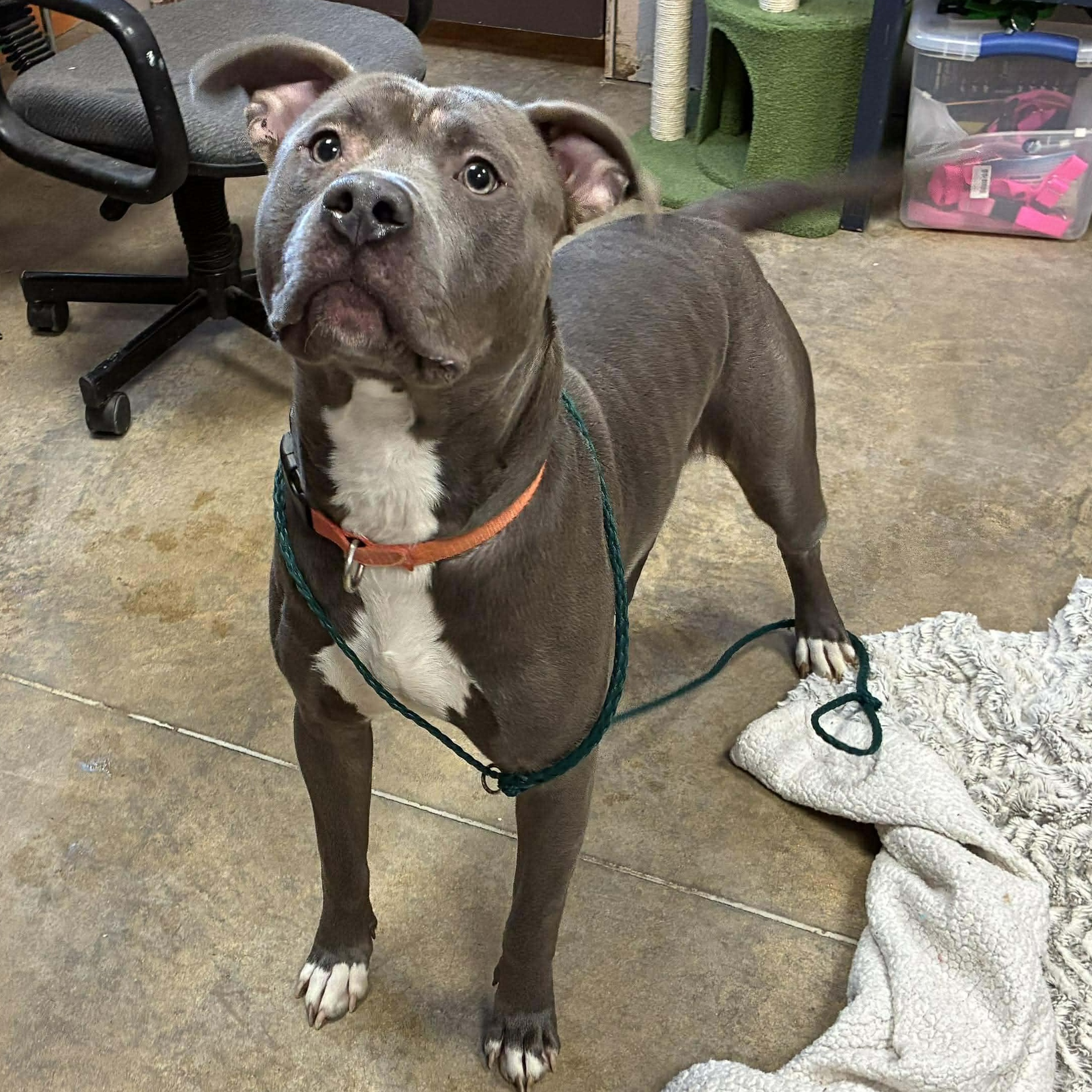 Hank, a Adoptable mixed breed in Petersburg, IL image 2/6