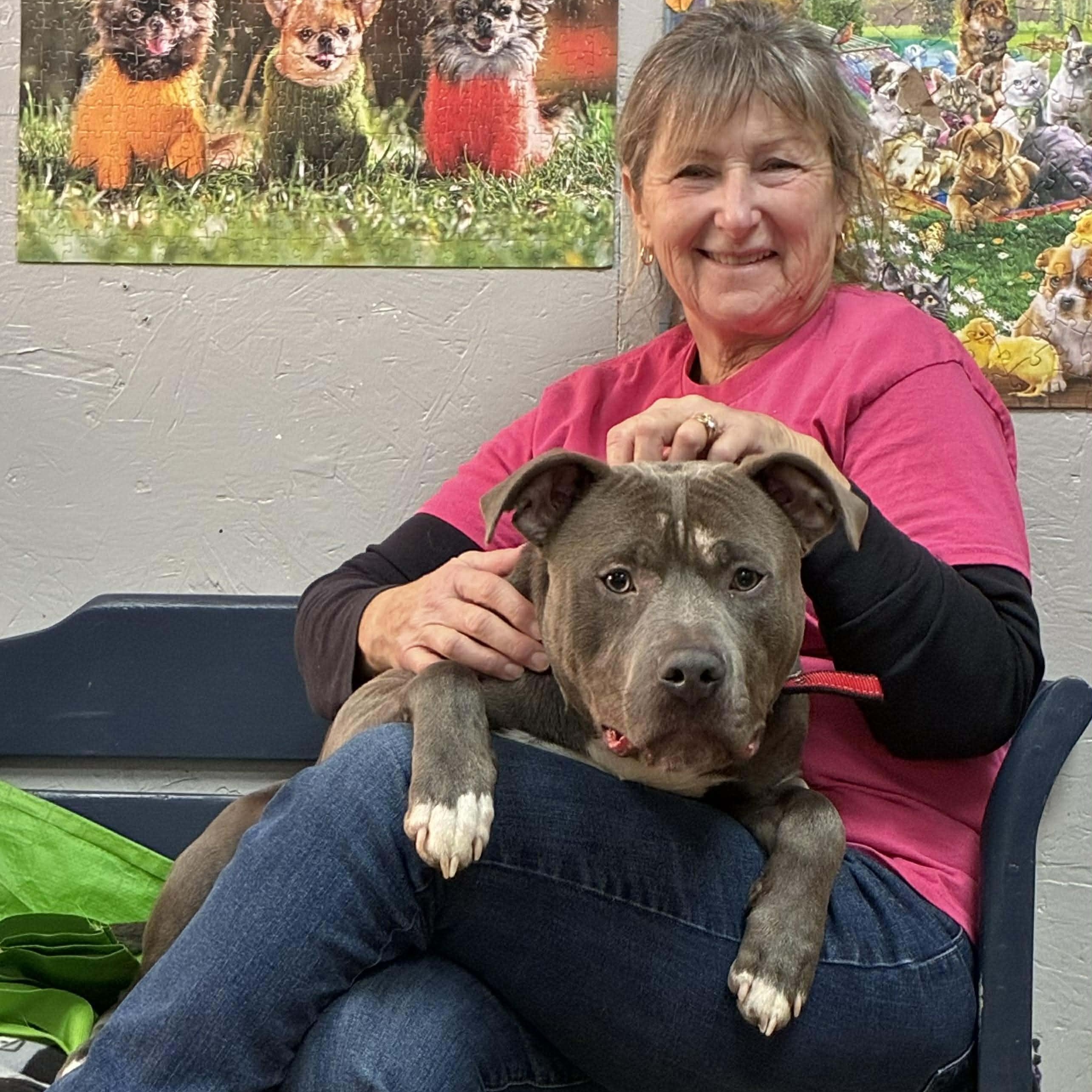 Hank, a Adoptable mixed breed in Petersburg, IL image 3/6