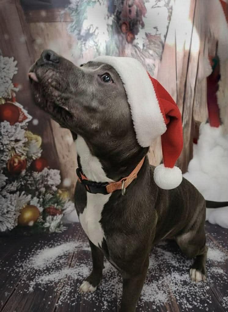 Hank, a Adoptable mixed breed in Petersburg, IL image 4/6