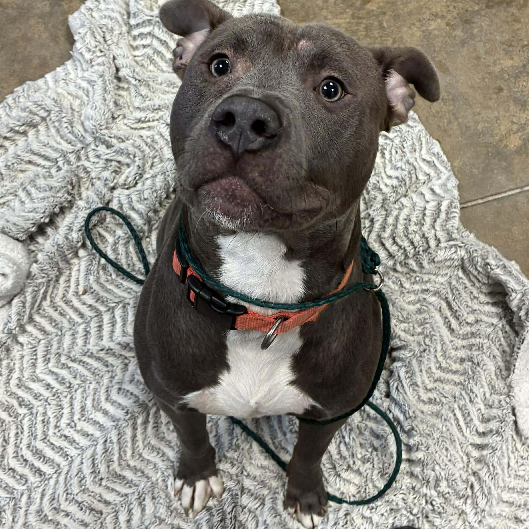 Hank, a Adoptable mixed breed in Petersburg, IL image 5/6