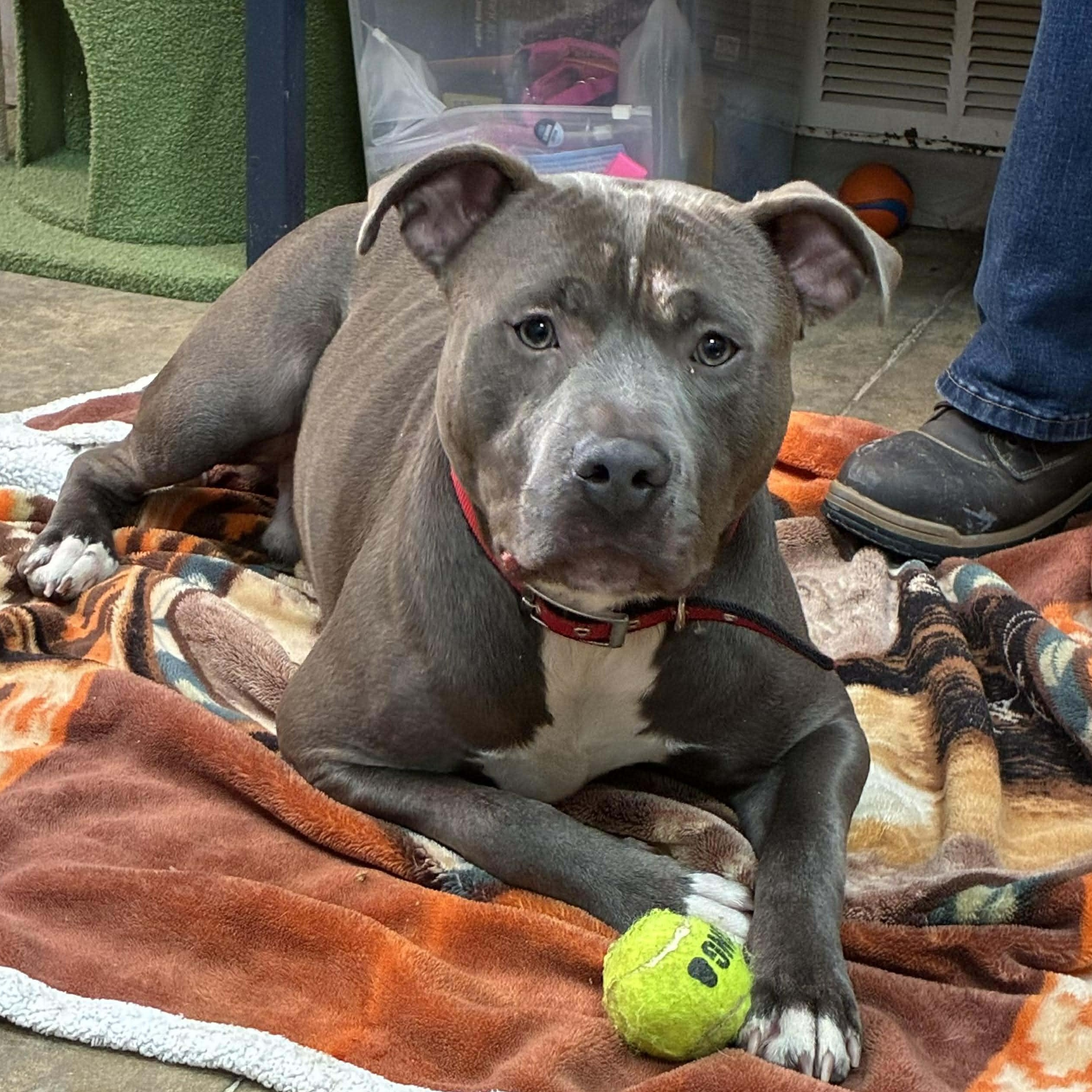 Hank, Adoptable, Puppy Male American Staffordshire Terrier.