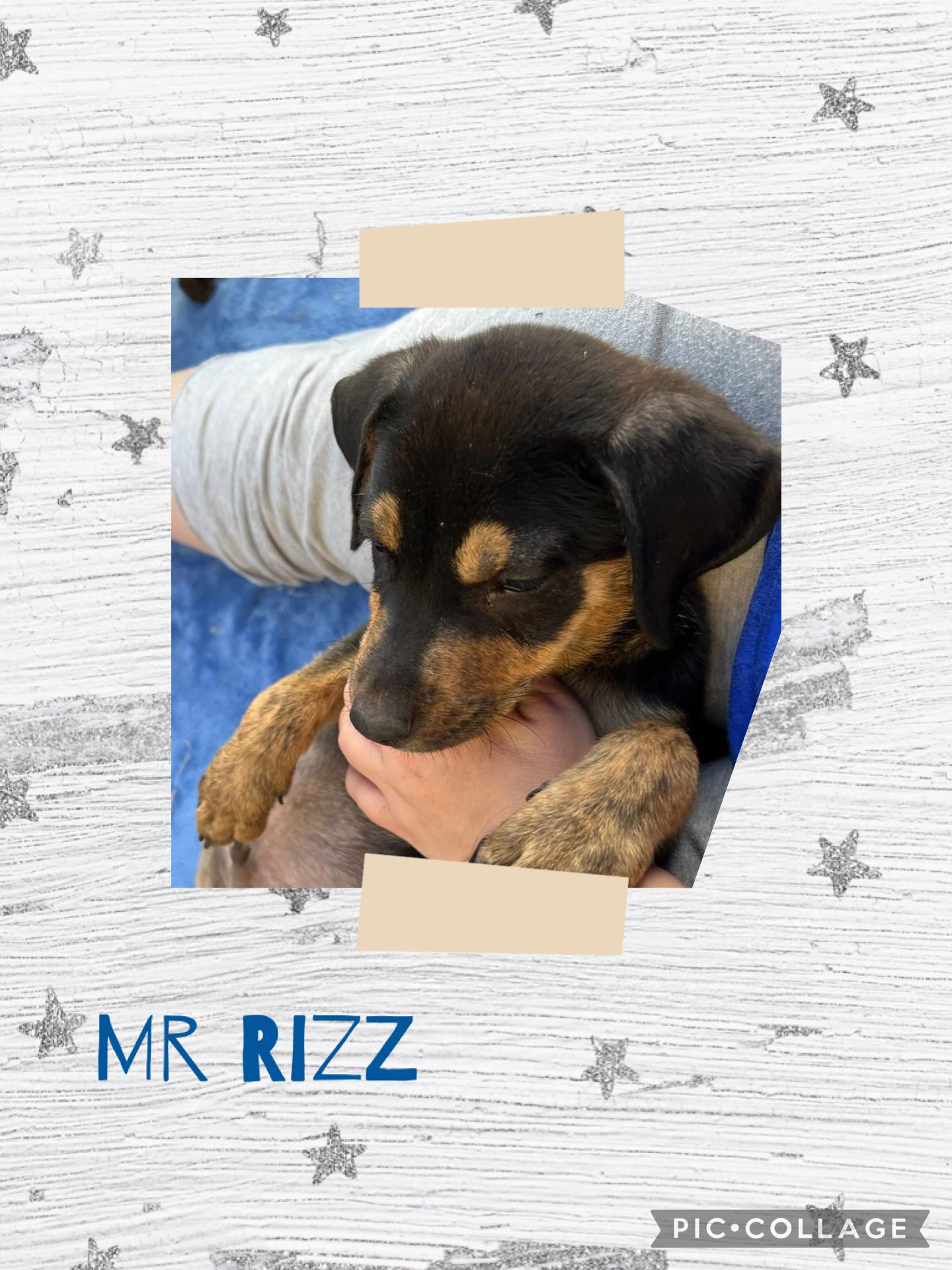 Mr Rizz