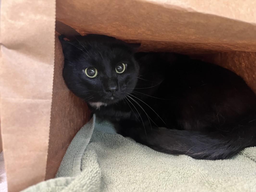 Enlarge EMILIO, a Adoptable Domestic Short Hair in Loveland, CO image 1/1