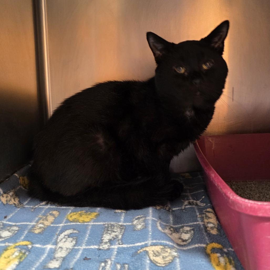 Enlarge Hey You, a Adoptable Domestic Short Hair in Nashville, TN image 1/1