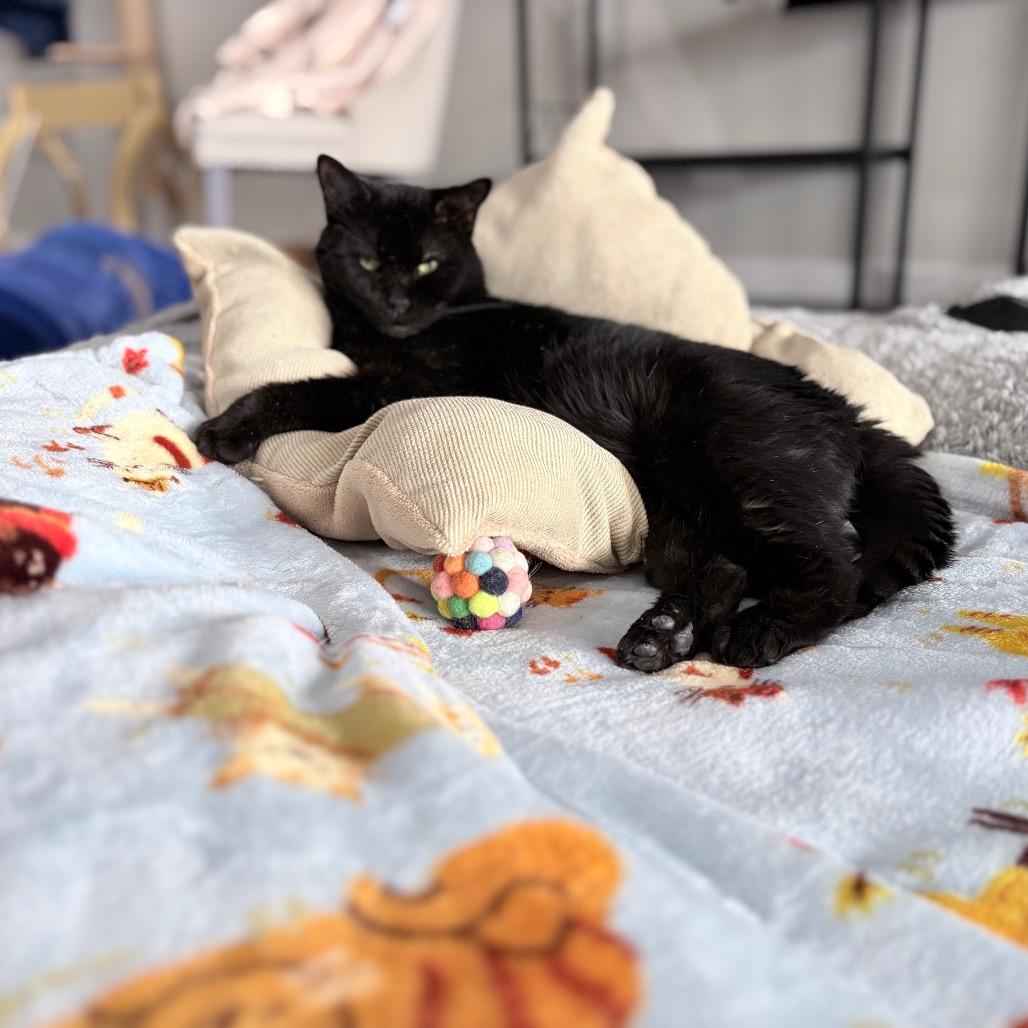 Enlarge Hey You, a Adoptable Domestic Short Hair in Nashville, TN image 2/2