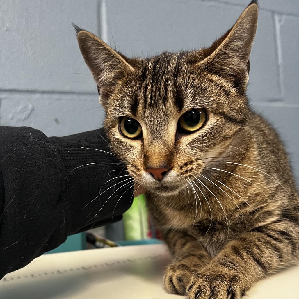 Enlarge Pippin, a Adoptable Domestic Short Hair in Harrisville, WV image 1/1