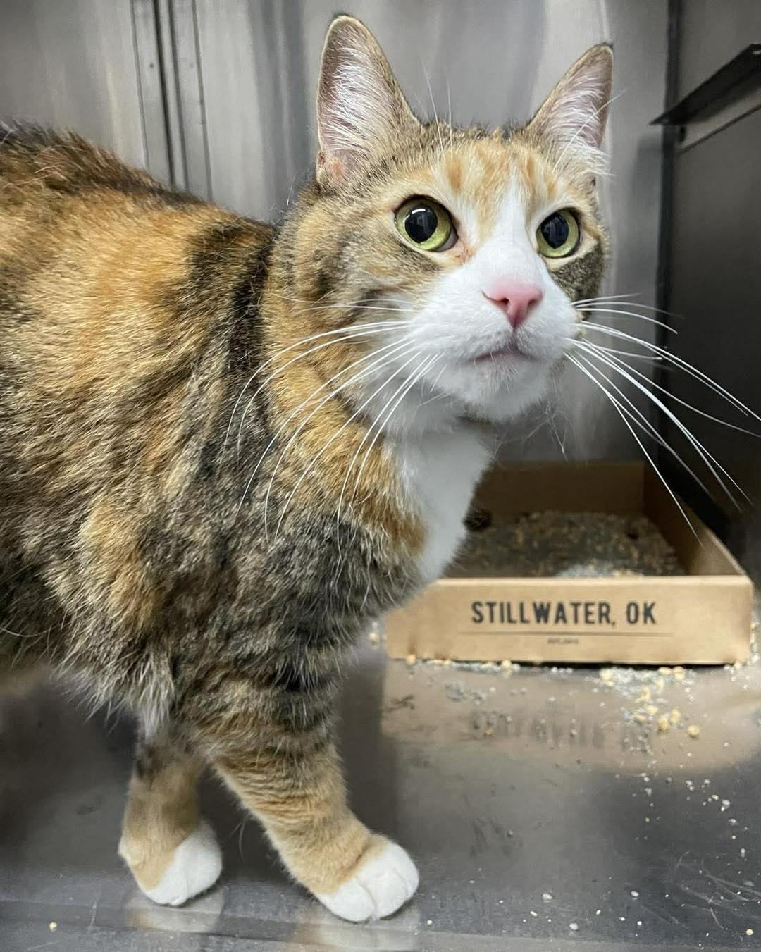Enlarge Spirit, an adopted Domestic Short Hair in Stillwater, OK image 1/1