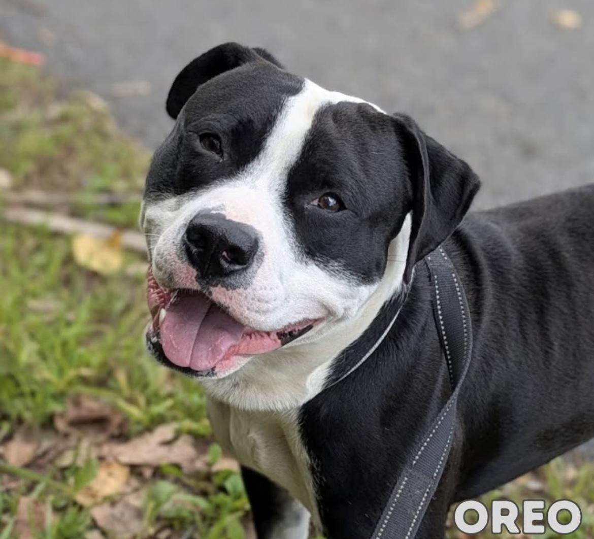 Oreo, Adoptable, Adult Male Terrier.