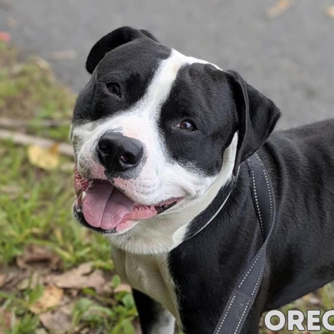 Enlarge Oreo, a Adoptable mixed breed in Syracuse, NY image 1/4