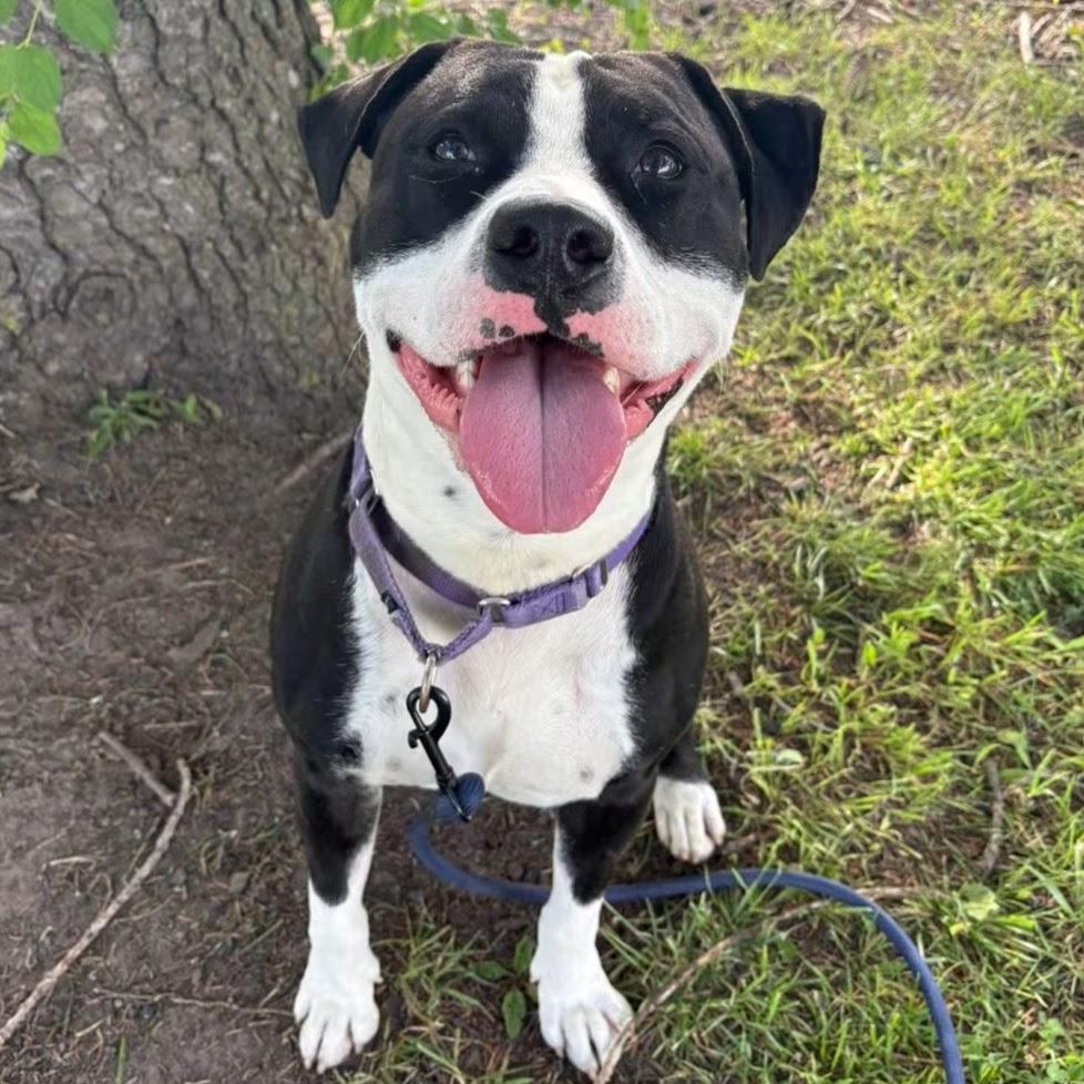 Enlarge Oreo, a Adoptable mixed breed in Syracuse, NY image 4/4