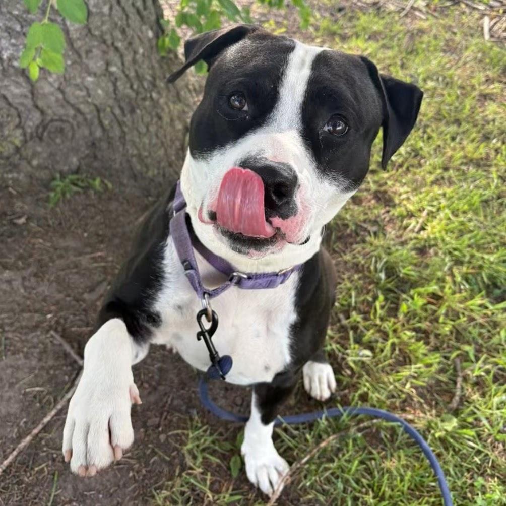 Enlarge Oreo, a Adoptable mixed breed in Syracuse, NY image 3/4