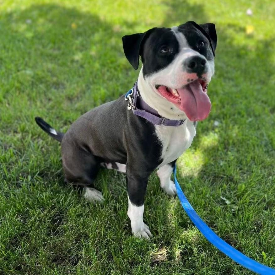 Enlarge Oreo, a Adoptable mixed breed in Syracuse, NY image 2/4