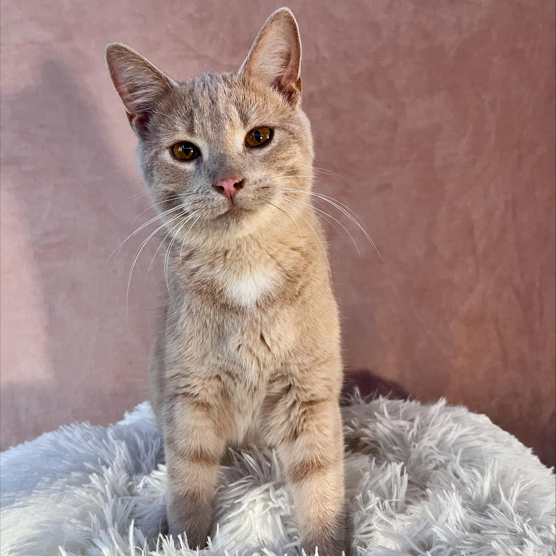 Cub, Adopted, Young Male Domestic Short Hair.