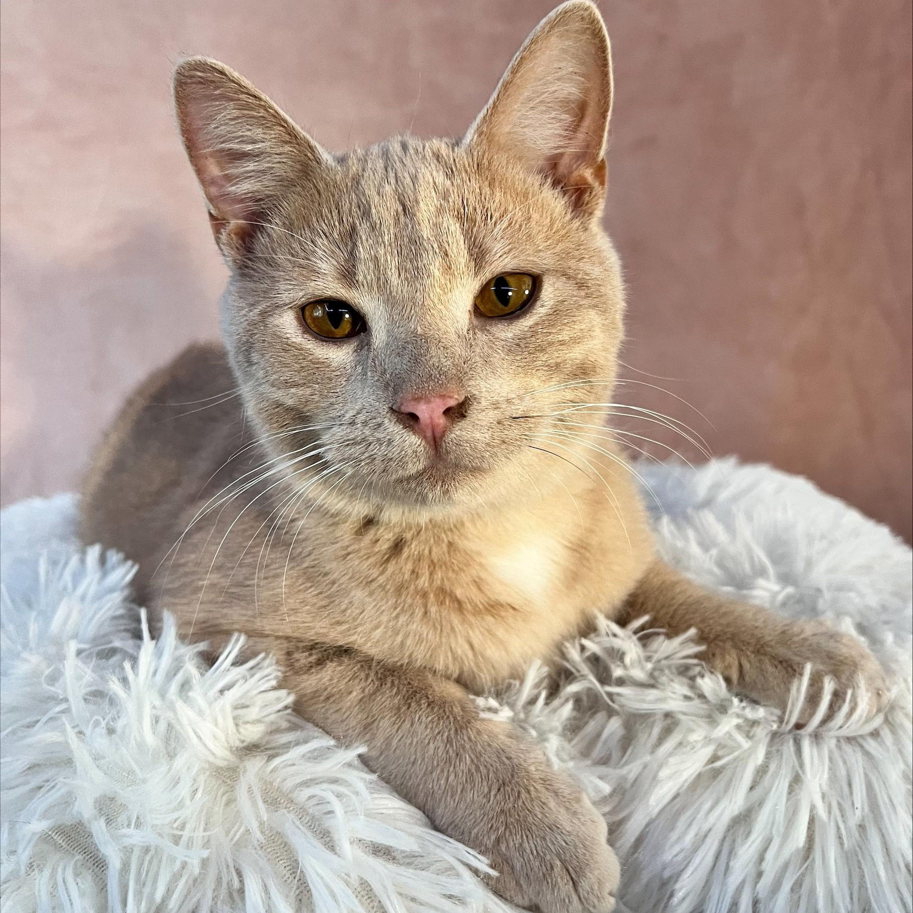 Cub, a Adopted Domestic Short Hair in St Catharines, ON image 3/4