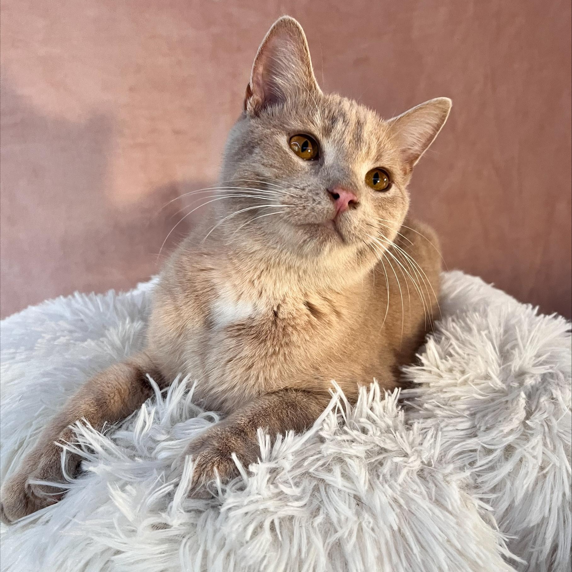 Cub, a Adopted Domestic Short Hair in St Catharines, ON image 4/4