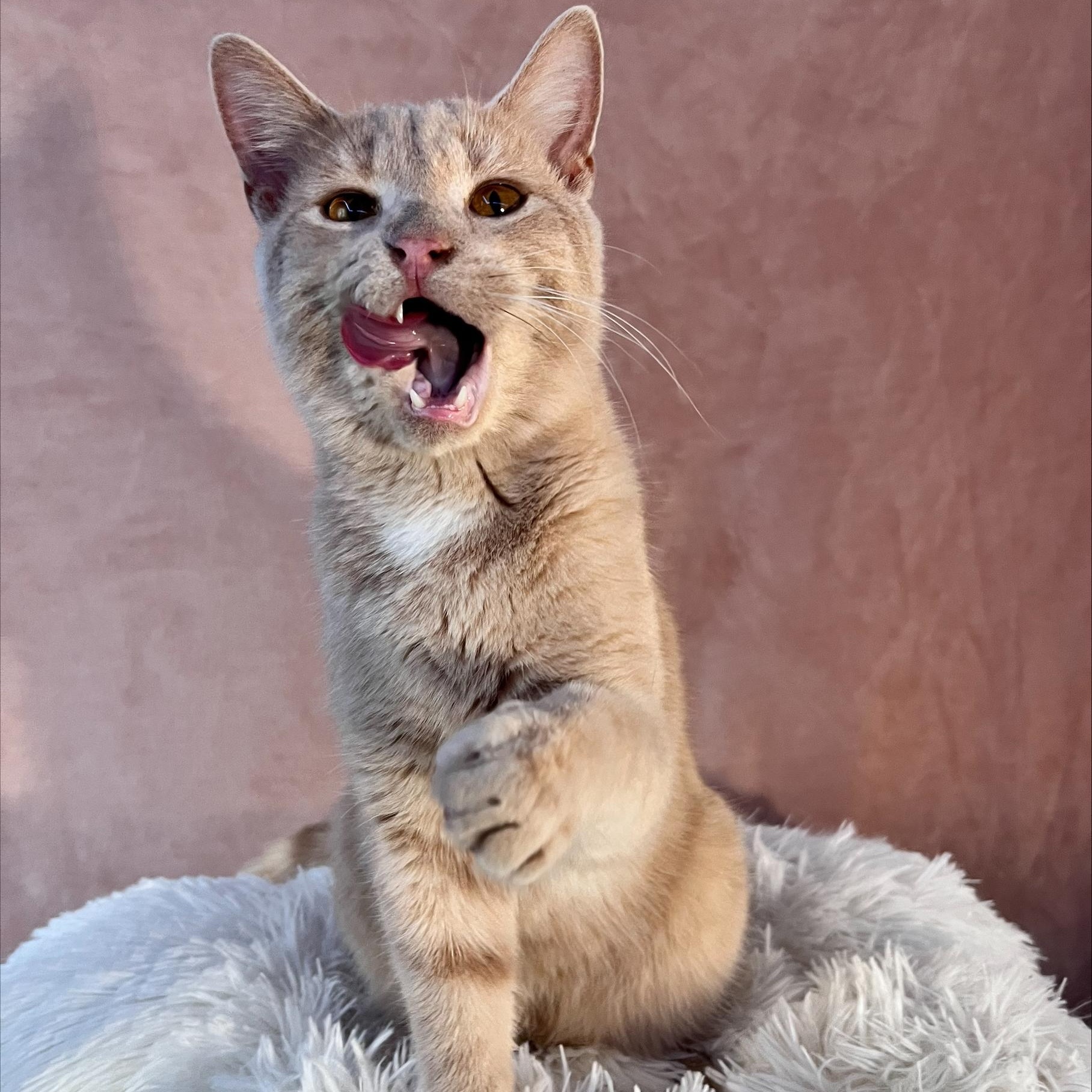 Cub, a Adopted Domestic Short Hair in St Catharines, ON image 2/4