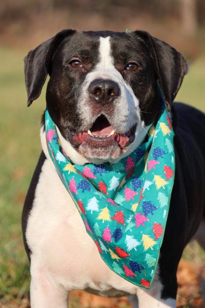 Enlarge Fischer, a Adoptable mixed breed in Columbia, TN image 1/5