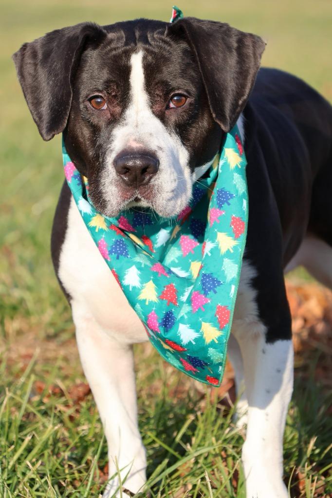 Enlarge Fischer, a Adoptable mixed breed in Columbia, TN image 4/5