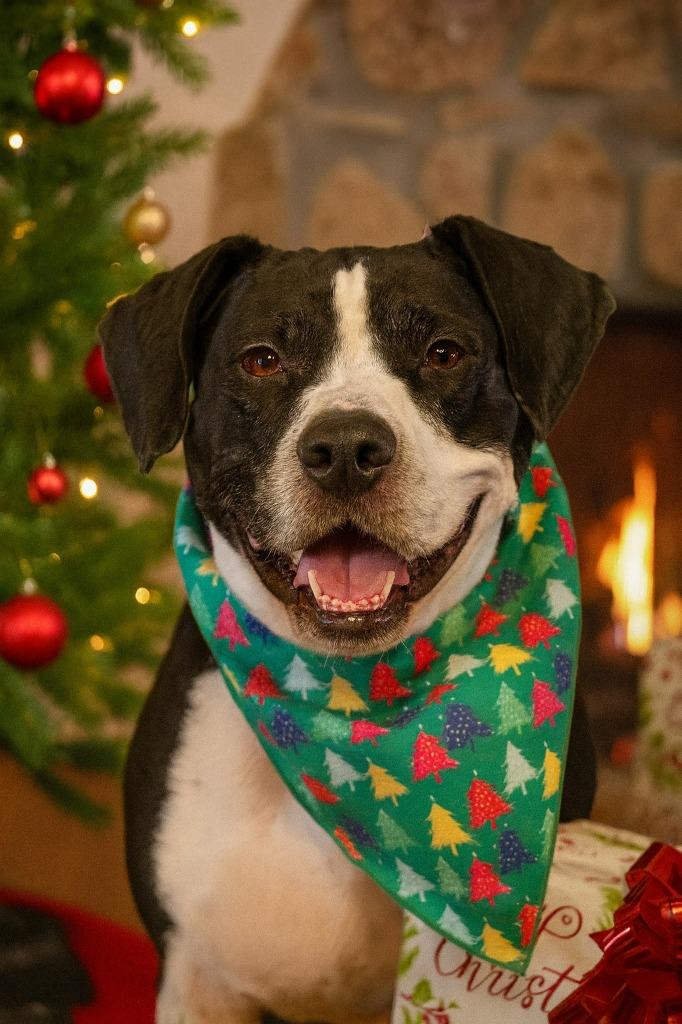 Enlarge Fischer, a Adoptable mixed breed in Columbia, TN image 5/5