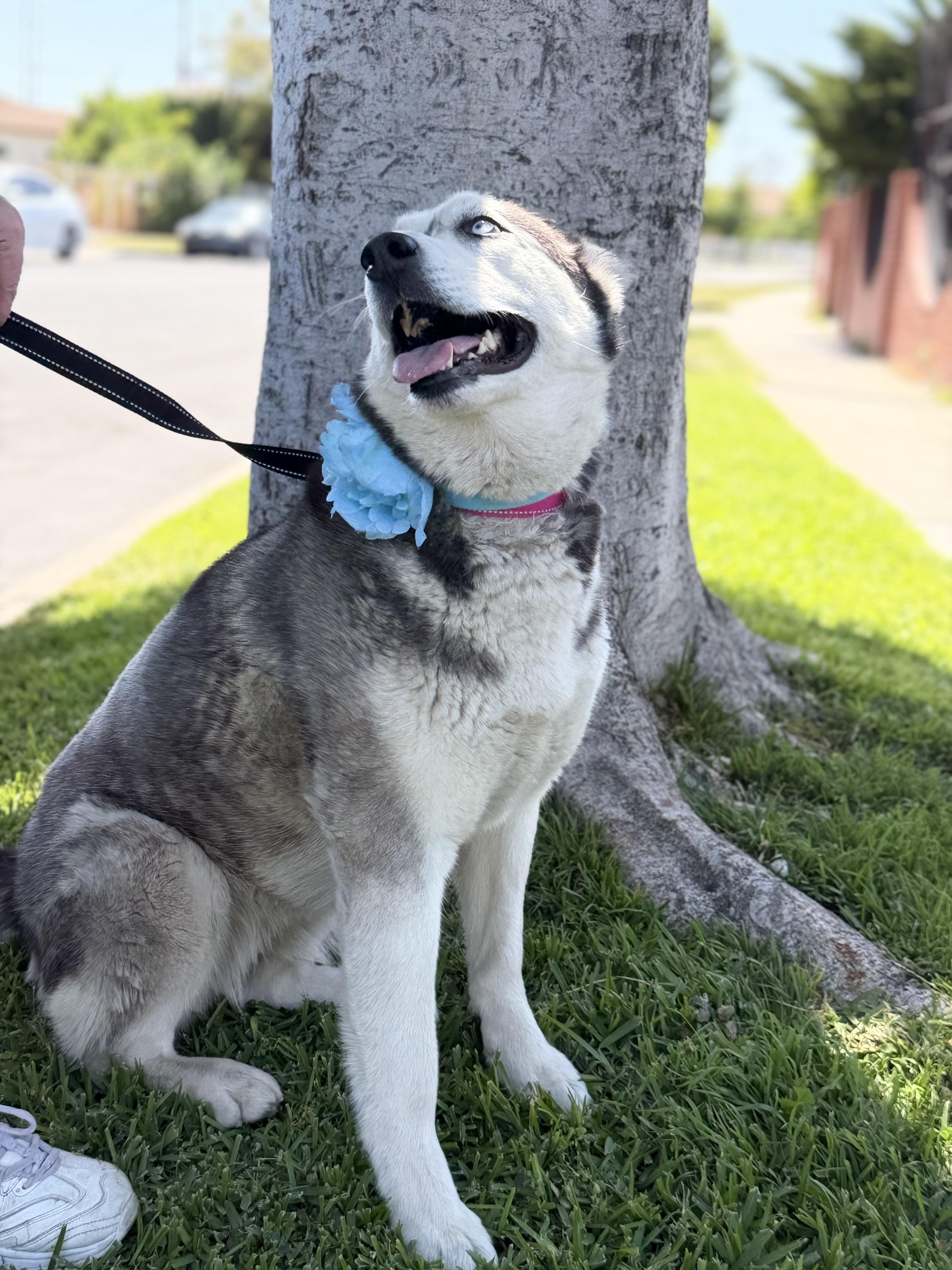 Enlarge Emma, a ADOPTABLE Husky in North Hollywood, CA image 2/5