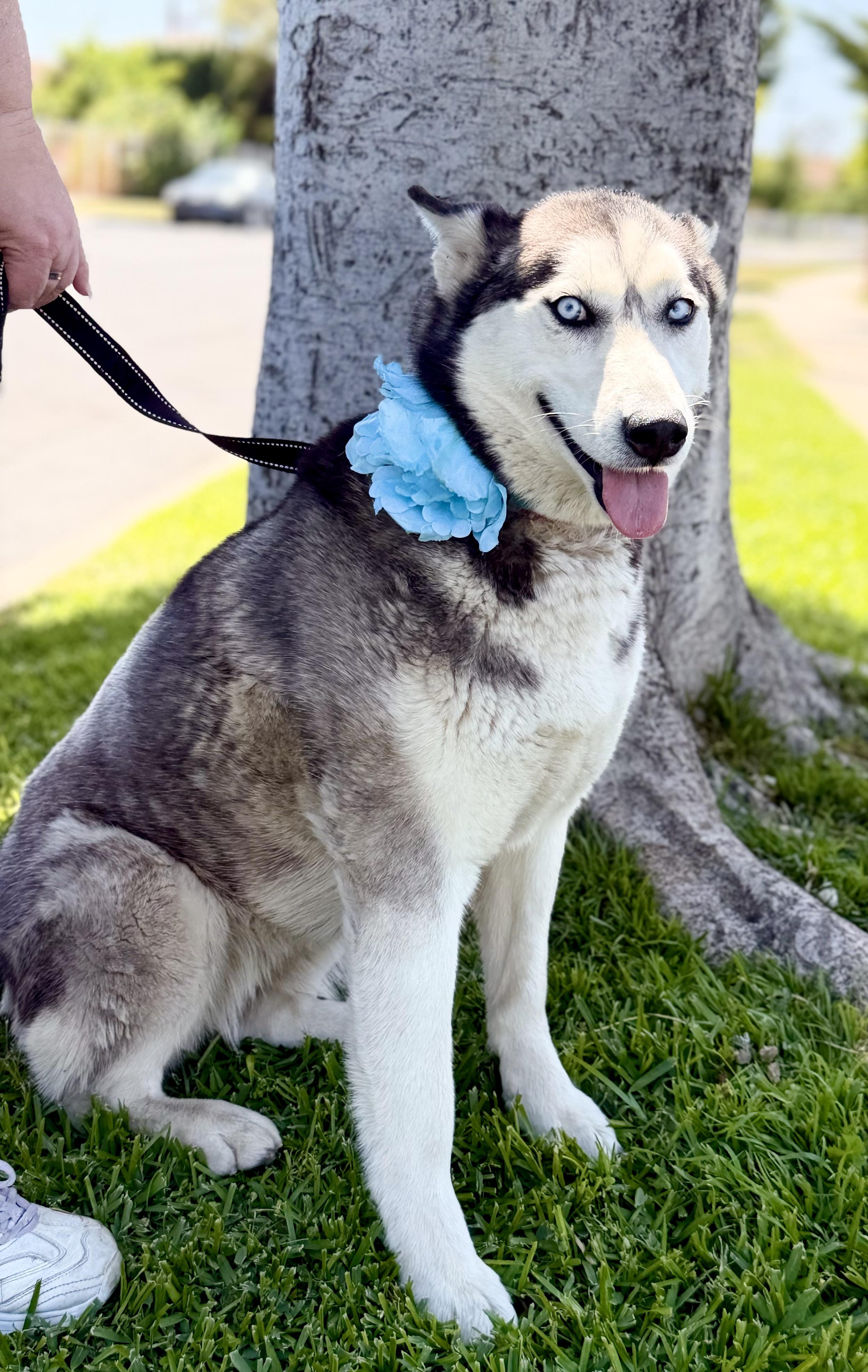 Enlarge Emma, a ADOPTABLE Husky in North Hollywood, CA image 4/5