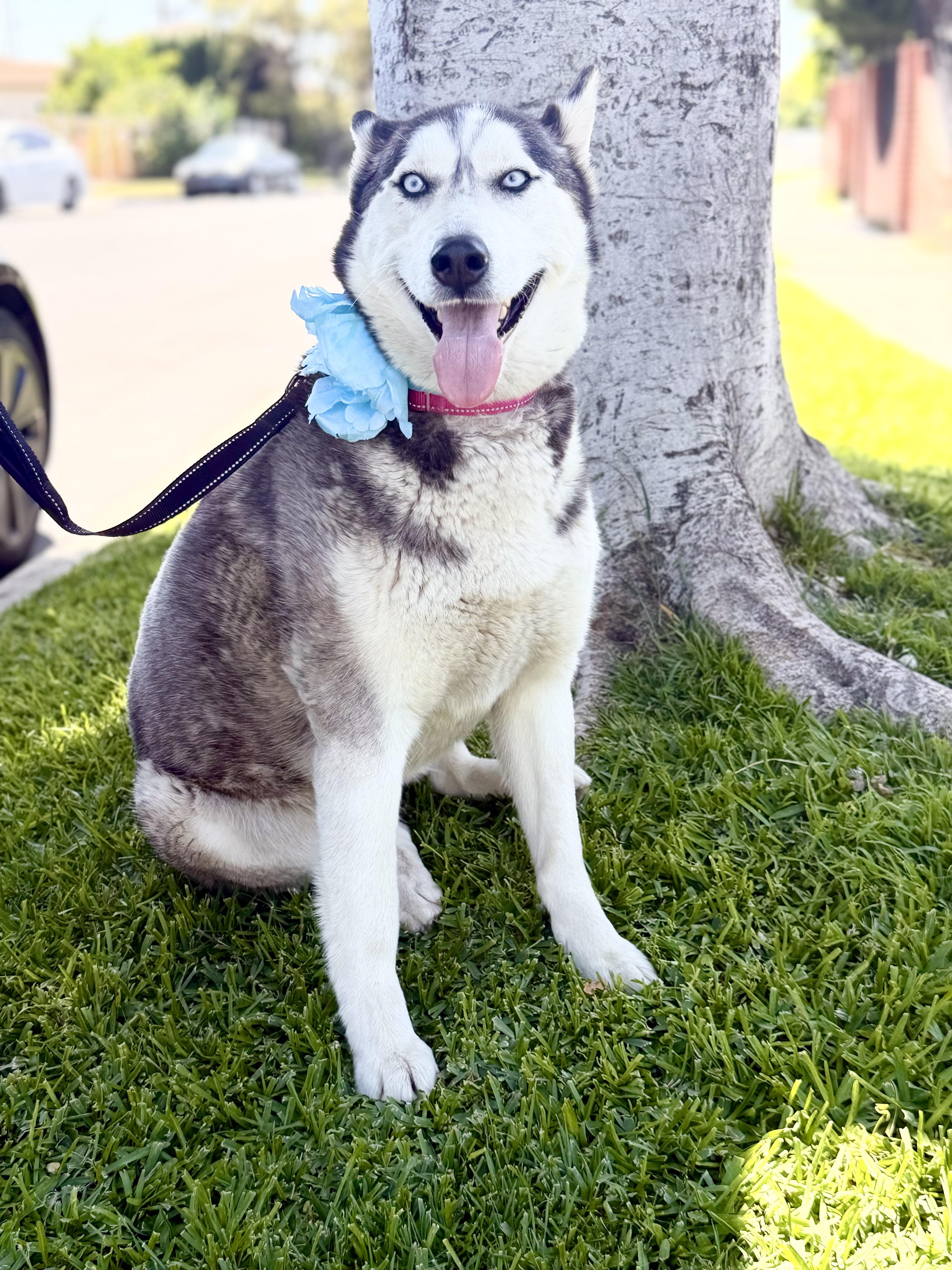 Emma, ADOPTABLE, Adult Female Husky.