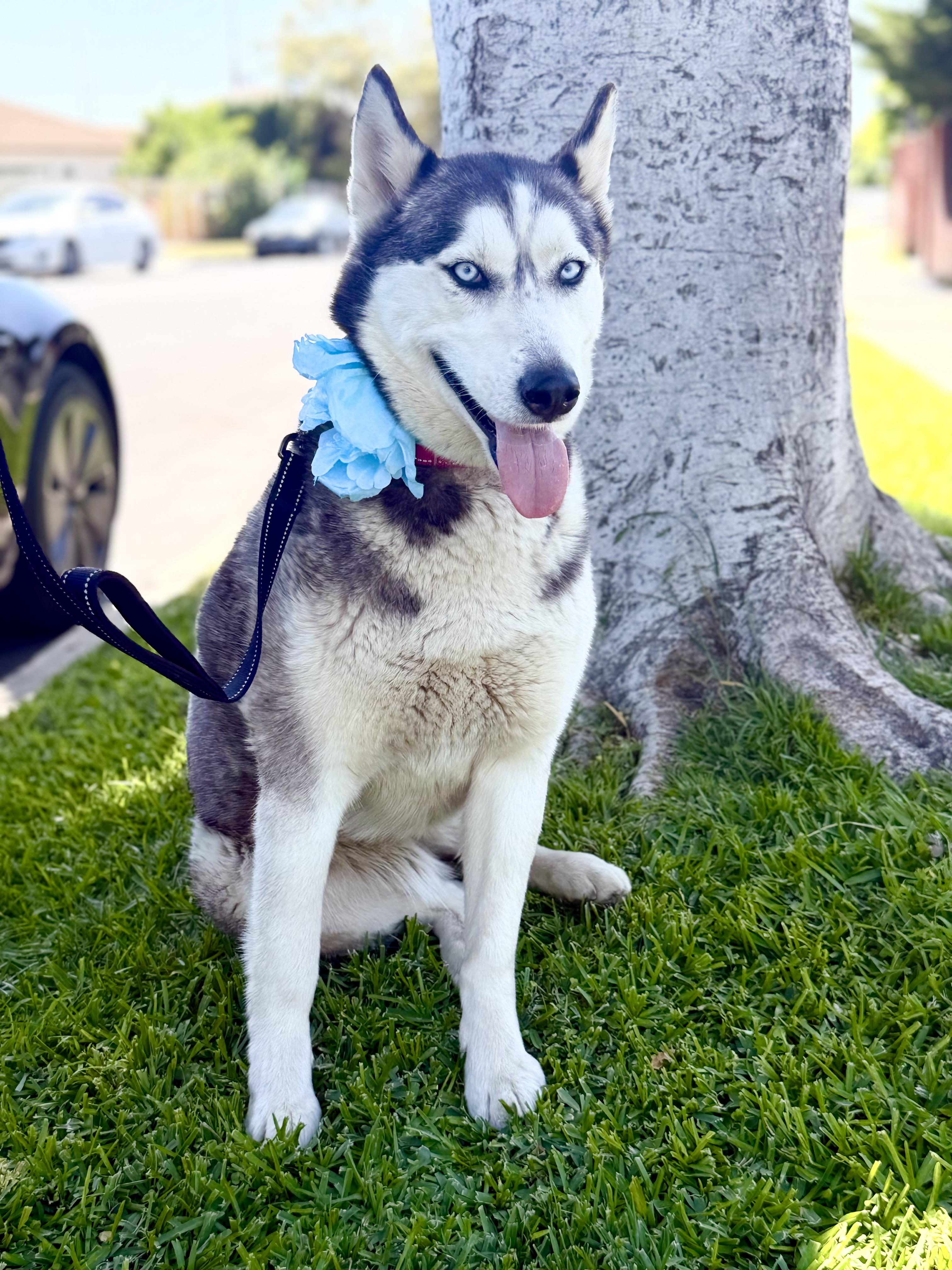 Enlarge Emma, a ADOPTABLE Husky in North Hollywood, CA image 3/5