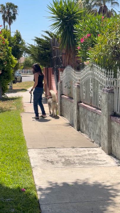 Enlarge Emma, a ADOPTABLE Husky in North Hollywood, CA video 5/5