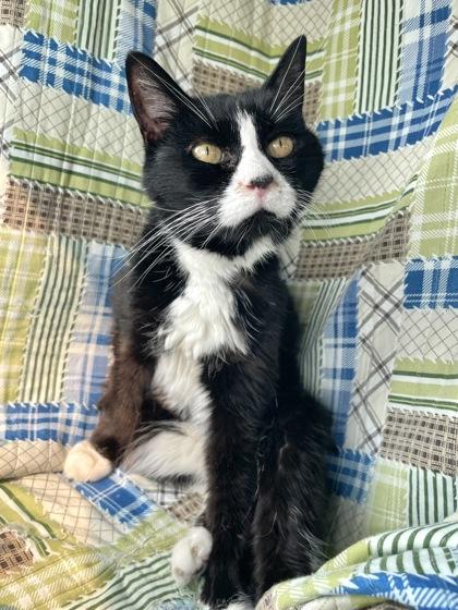 Enlarge Mary, a Adoptable Manx in Cranbrook, BC image 2/3