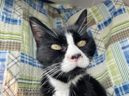Enlarge Mary, a Adoptable Manx in Cranbrook, BC image 3/3