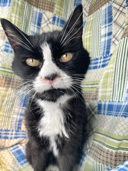 Enlarge Mary, a Adoptable Manx in Cranbrook, BC image 1/3