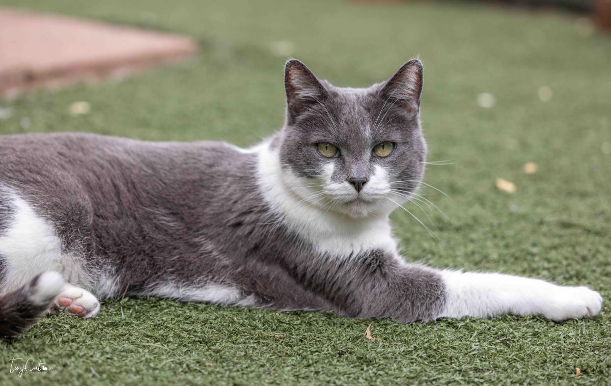 Enlarge Athena Lyon, a Adoptable mixed breed in Lincoln, CA image 1/3