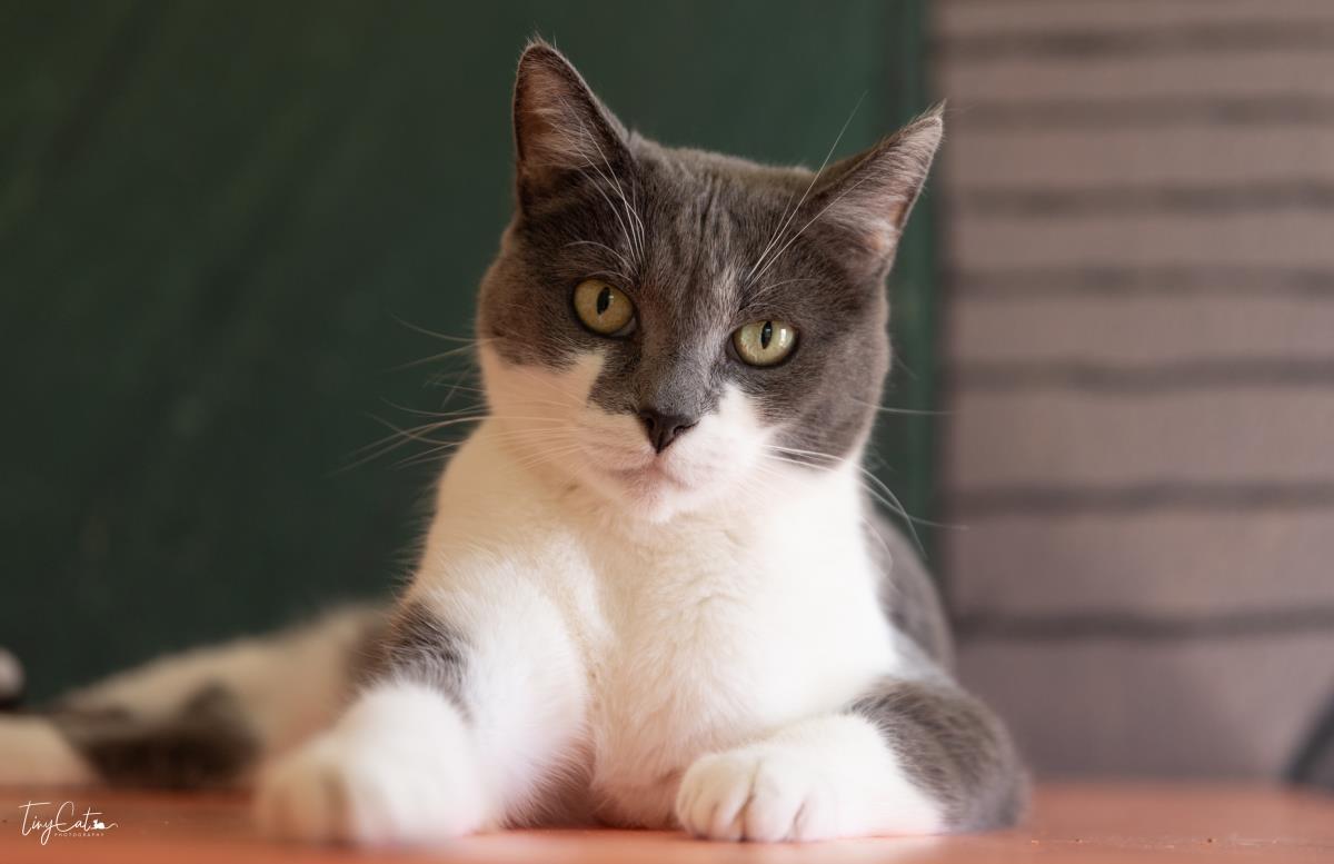 Athena Lyon, Adoptable, Senior Female Domestic Short Hair.