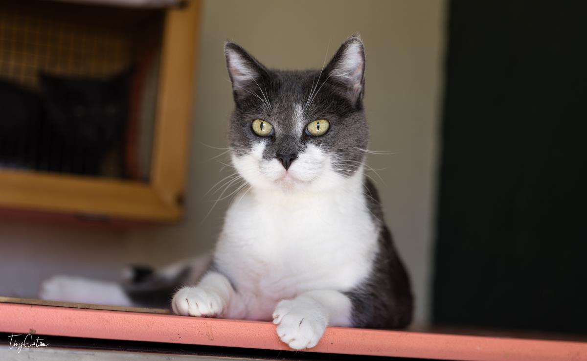 Enlarge Athena Lyon, a Adoptable mixed breed in Lincoln, CA image 3/3