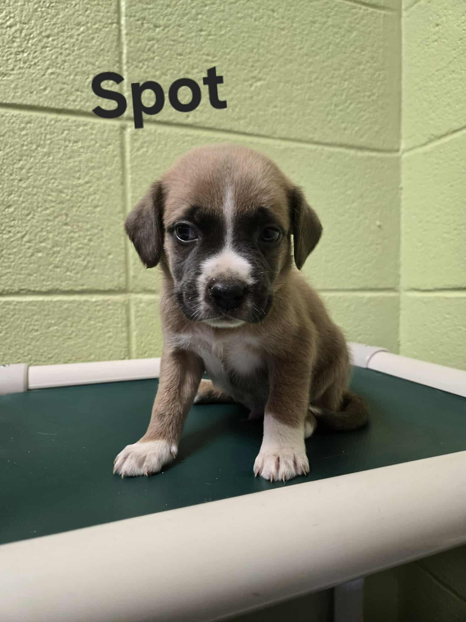 Spot