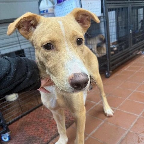 Bruno, Adoptable, Puppy Male Golden Retriever & Labrador Retriever.