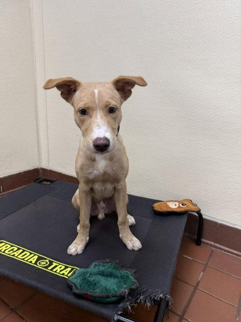 Bruno, a Adoptable mixed breed in Lake Hopatcong, NJ image 1/3