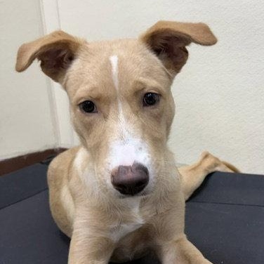 Enlarge Bruno, a Adoptable mixed breed in Lake Hopatcong, NJ image 3/3