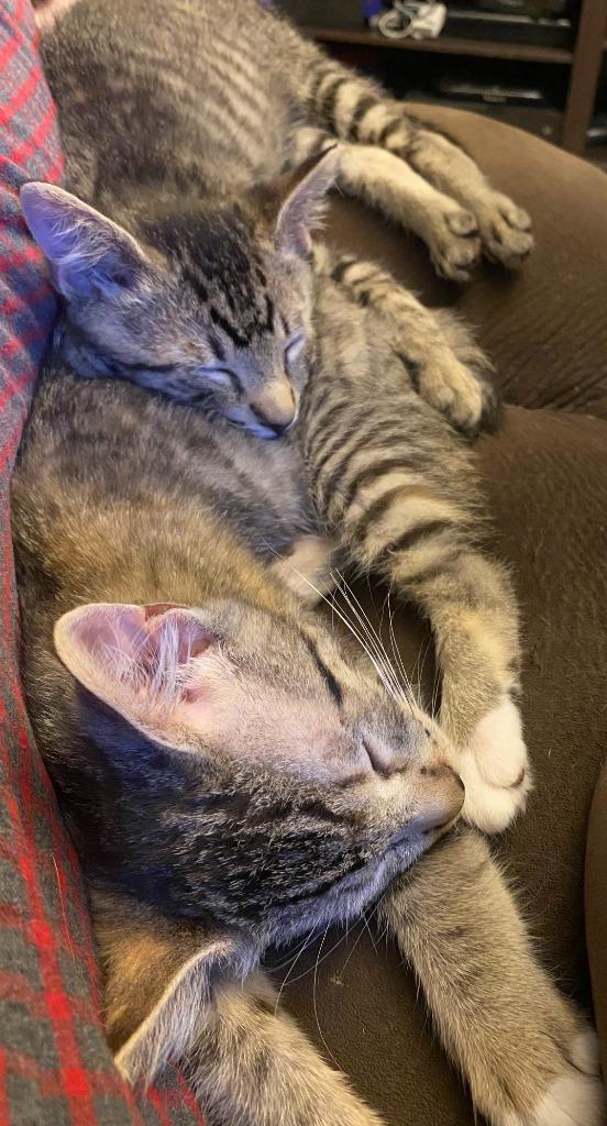 Granola (and Mambo), Adoptable, Kitten Female Domestic Short Hair.