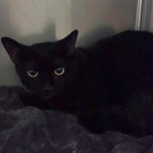 Bumble, ADOPTABLE, Adult Female Domestic Short Hair.