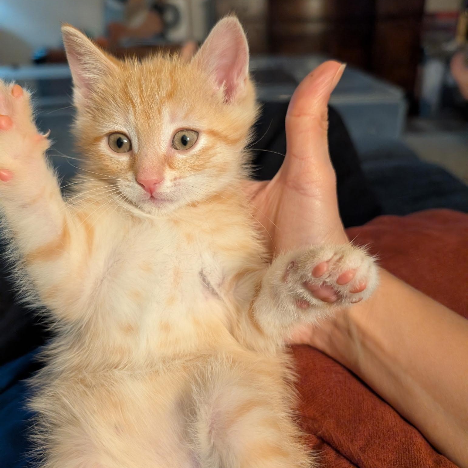 Biscotti, an adopted Domestic Short Hair in Bordentown, NJ image 2/3