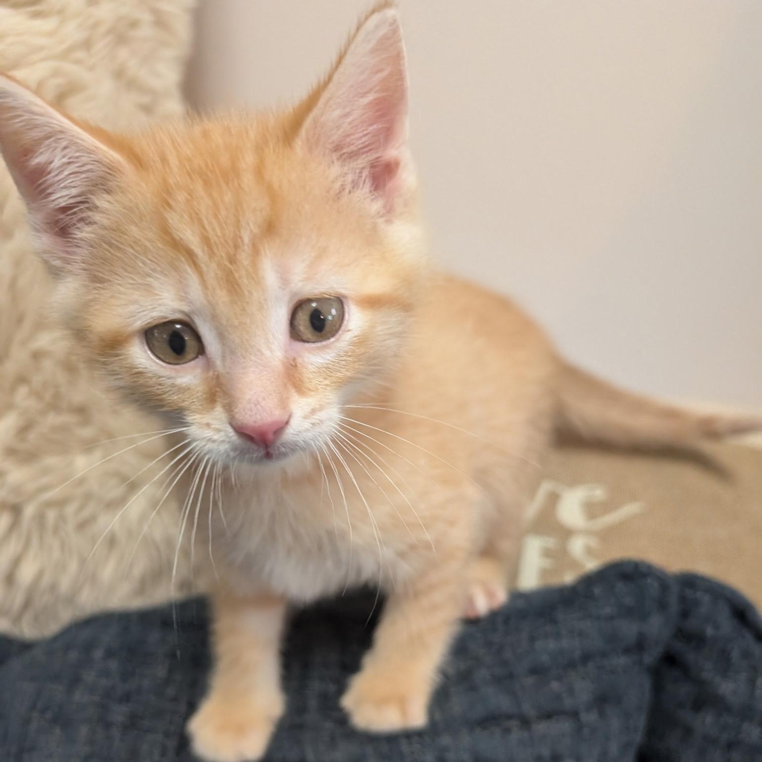 Biscotti, adopted, Kitten Male Domestic Short Hair.