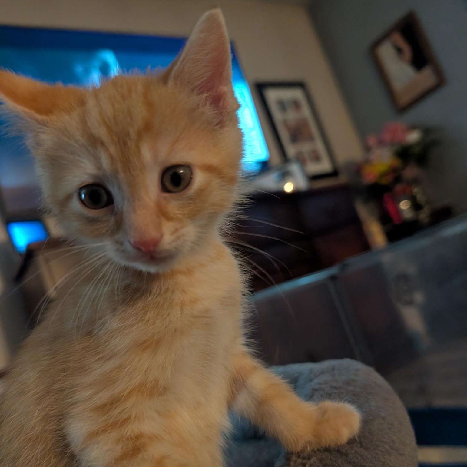 Biscotti, an adopted Domestic Short Hair in Bordentown, NJ image 3/3