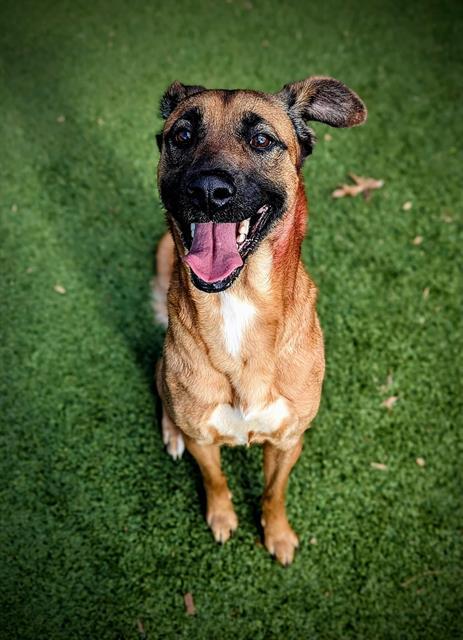 RUBY, Adoptable, Adult Female Belgian Shepherd / Malinois.