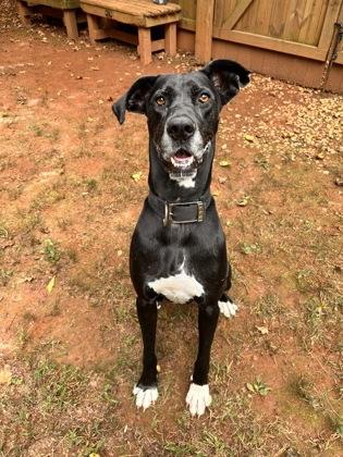 Lucy, Adoptable, Adult Female Great Dane & Mixed Breed.