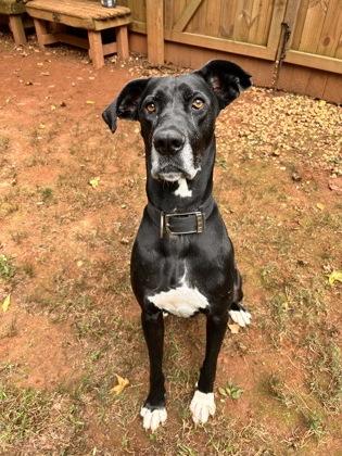 Enlarge Lucy, a Adoptable mixed breed in Cumming, GA image 3/3