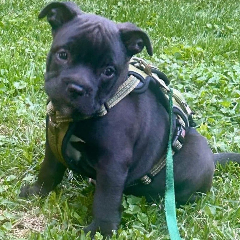 Chunk