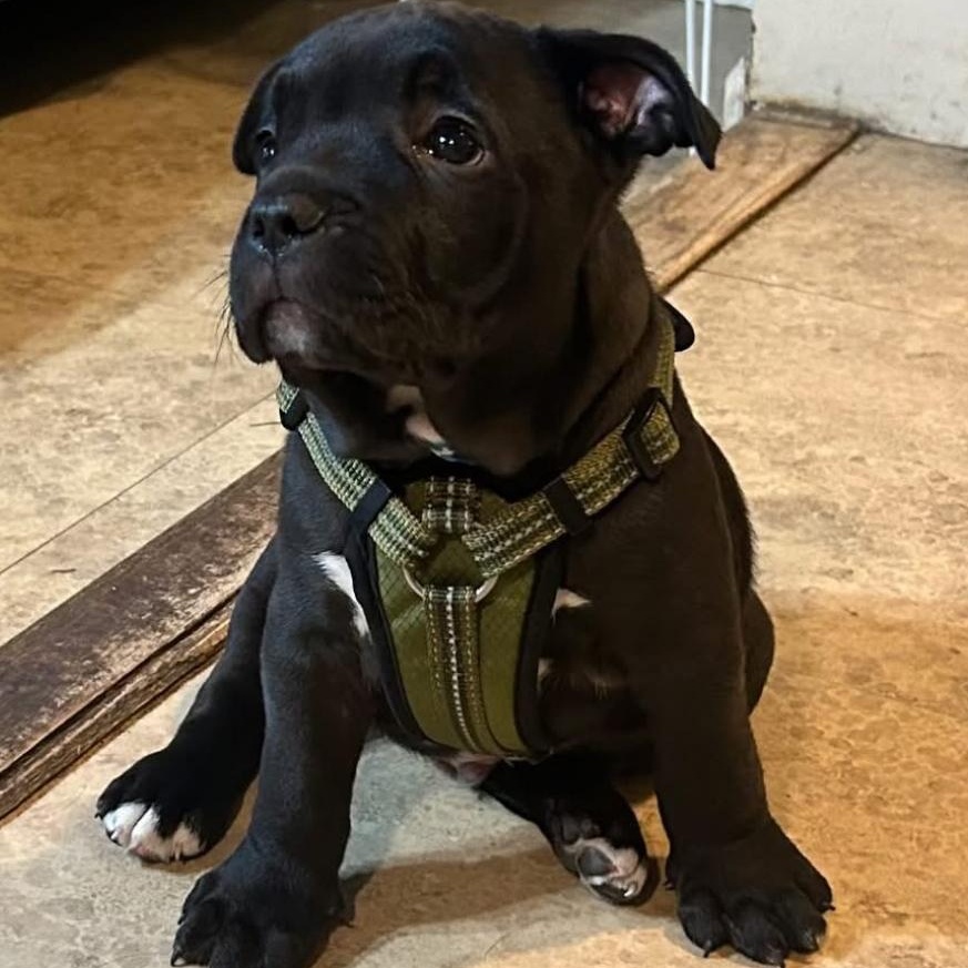Chunk